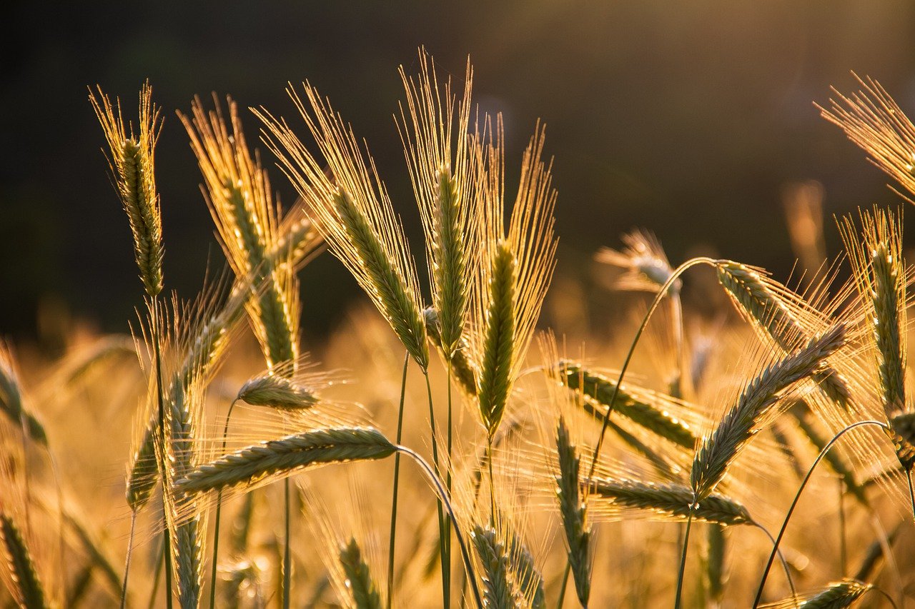 barley, barley field, grains-6375839.jpg